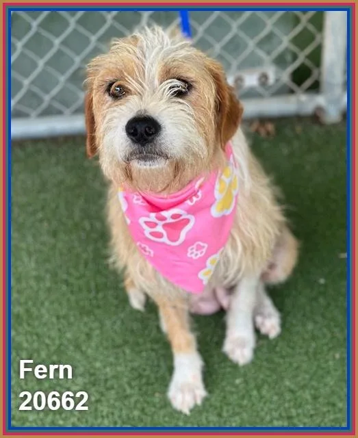 Fern thumbnail 2