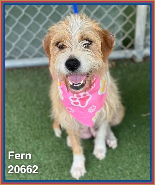 Fern thumbnail 6