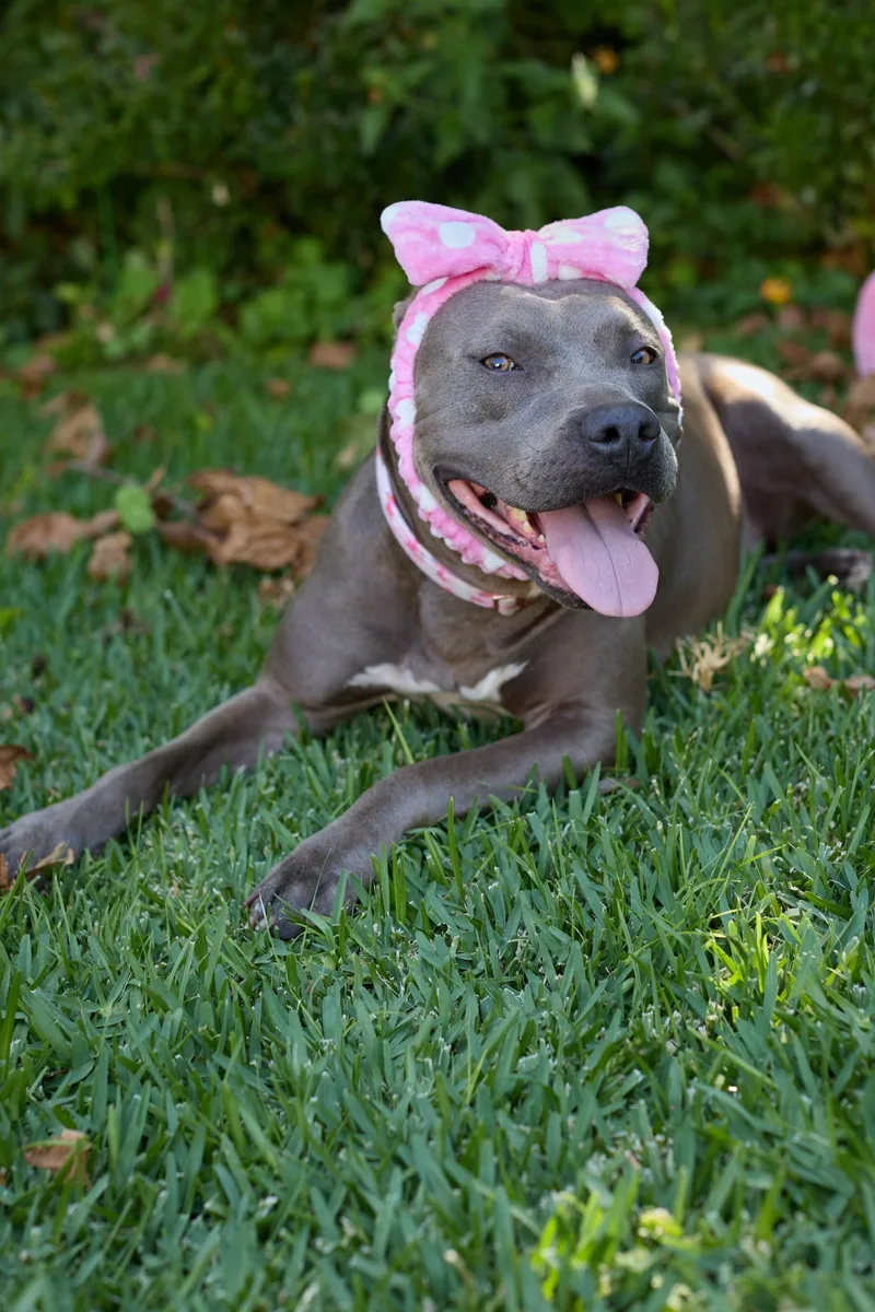 An adult large-sized female Gray / Blue / Silver Pit Bull Terrier dog named Millie for adoption in San Diego, CA