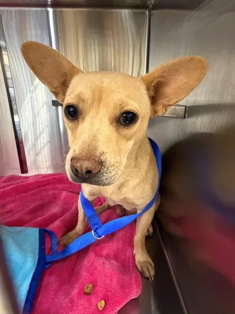 A young medium-sized female Chihuahua dog named Lola for adoption in Chula Vista, CA