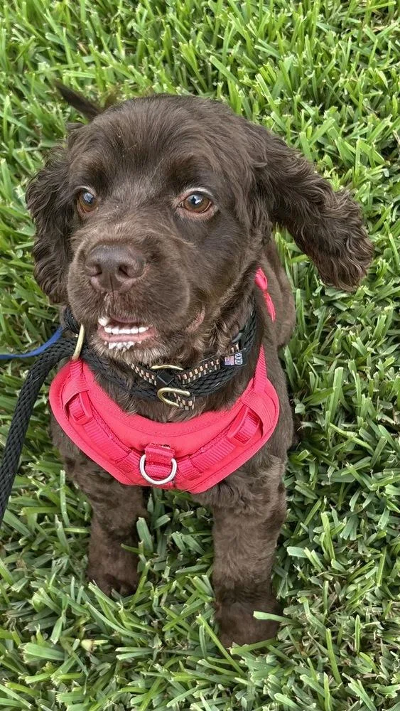 A young medium-sized male Brown / Chocolate Cocker Spaniel dog named Pudge for adoption in Jamestown, CA