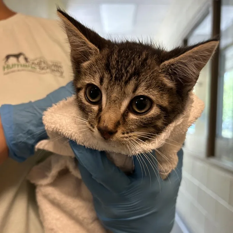 A baby small-sized male Gray / Blue / Silver Domestic Short Hair cat named Law for adoption in Asheville, NC