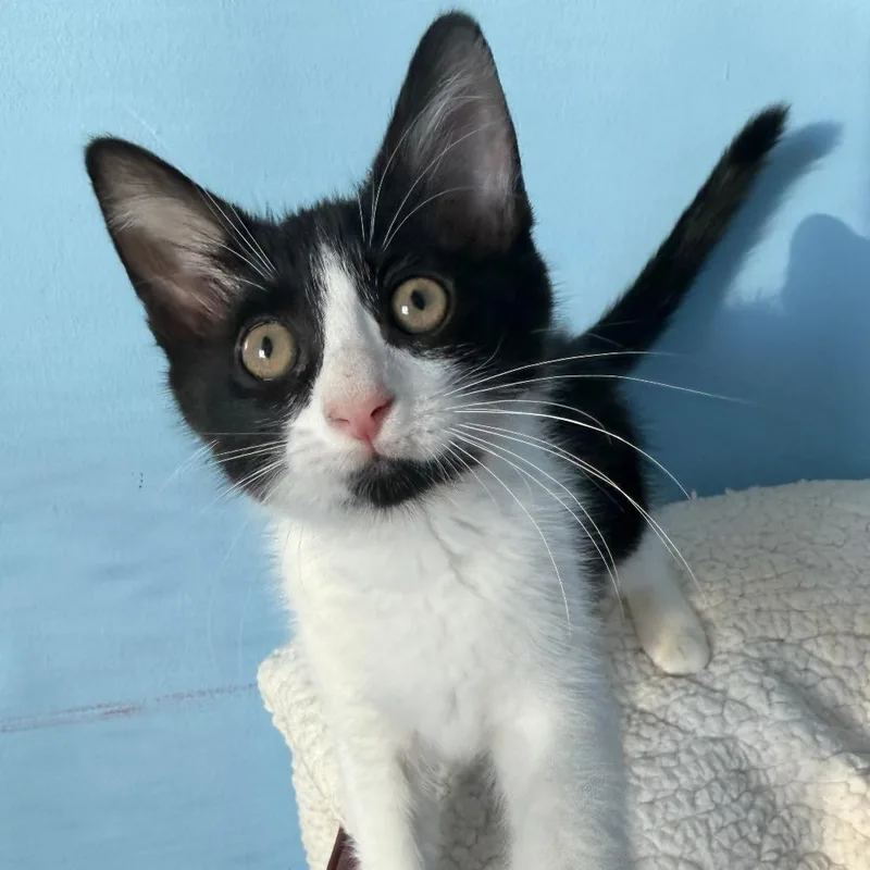 A baby small-sized female Domestic Long Hair cat named Chapter for adoption in Pontiac, IL