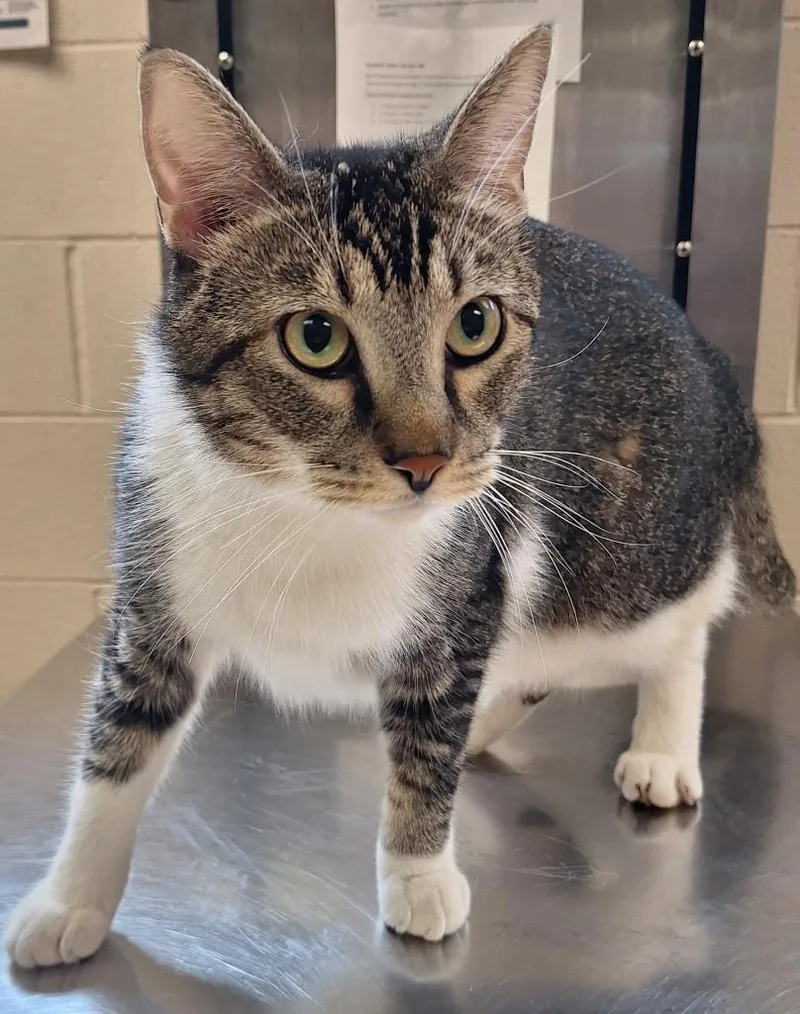 An adult small-sized male Domestic Short Hair cat named Art for adoption in Grand Forks, ND