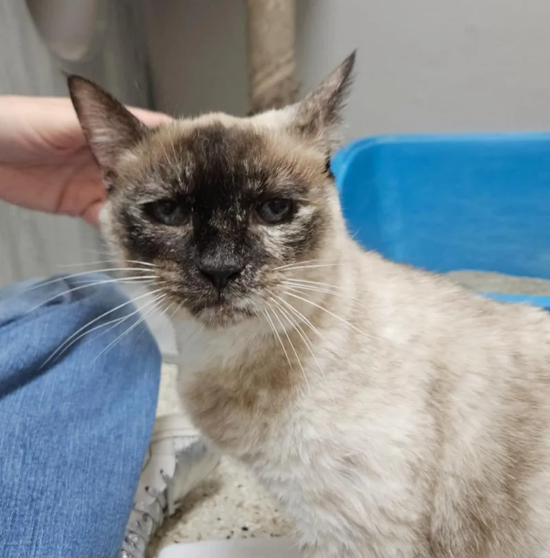 A senior small-sized female Siamese cat named Rumi for adoption in Los Angeles, CA
