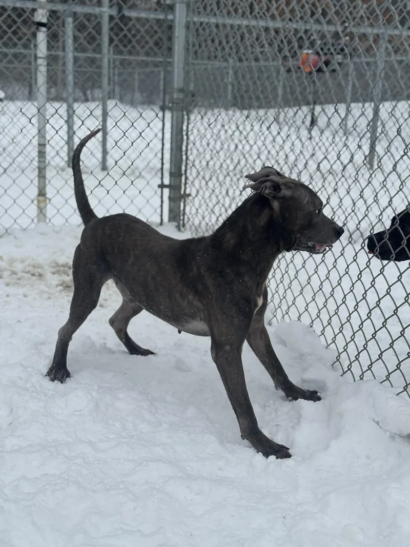 Billy Blue thumbnail 2