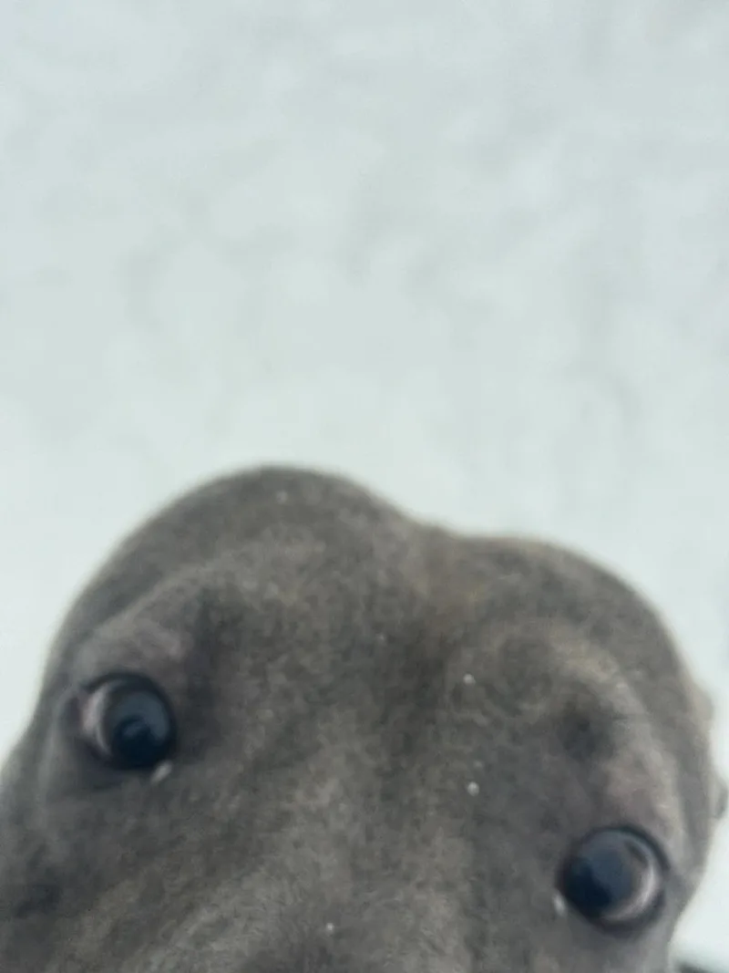 Billy Blue thumbnail 3