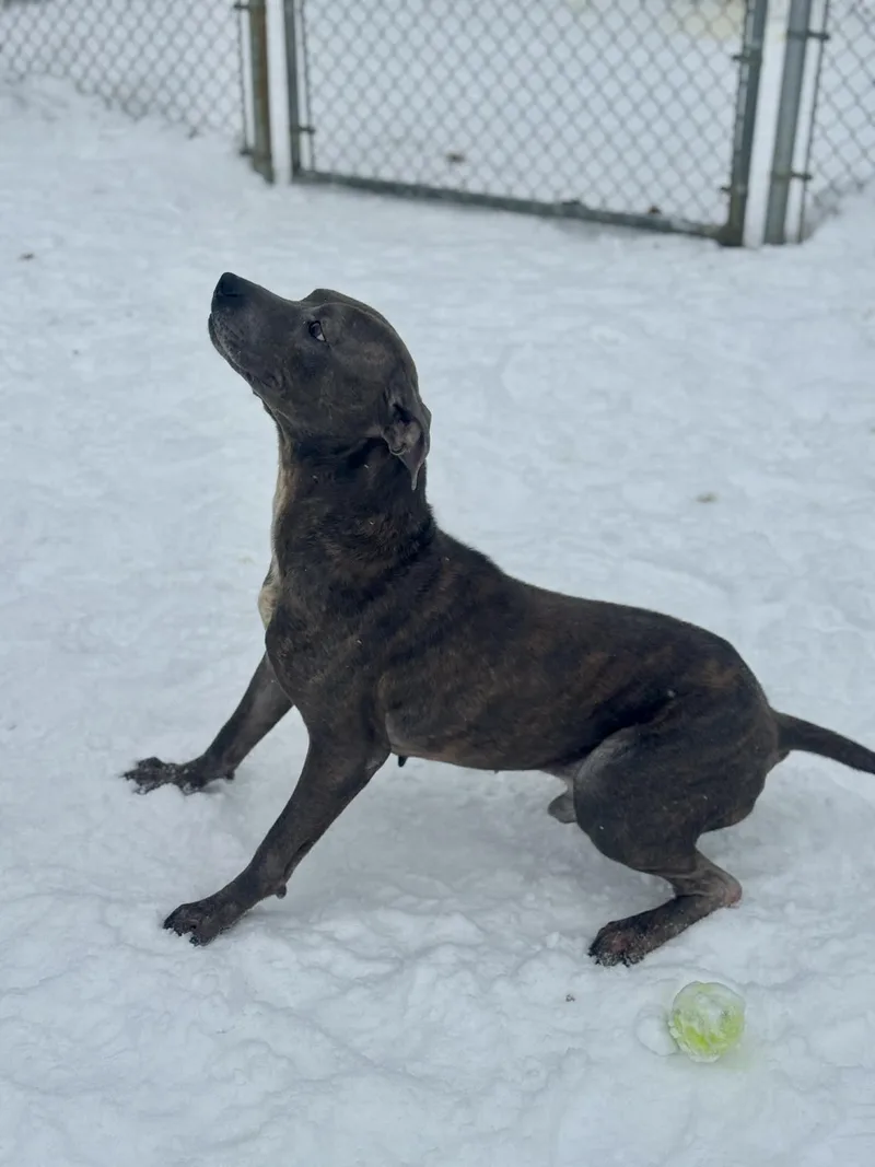 Billy Blue thumbnail 4