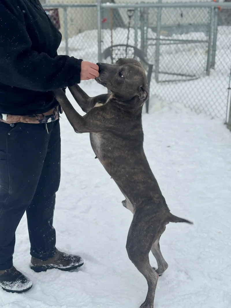 Billy Blue thumbnail 6