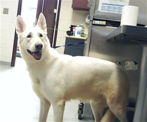 A young large-sized male German Shepherd Dog dog named Paladin for adoption in Fayetteville, NC