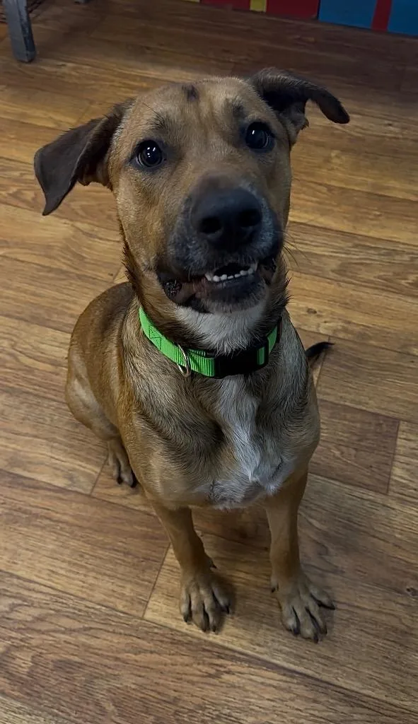 An adult large-sized male Mixed Breed dog named Tubbs for adoption in Ocala, FL