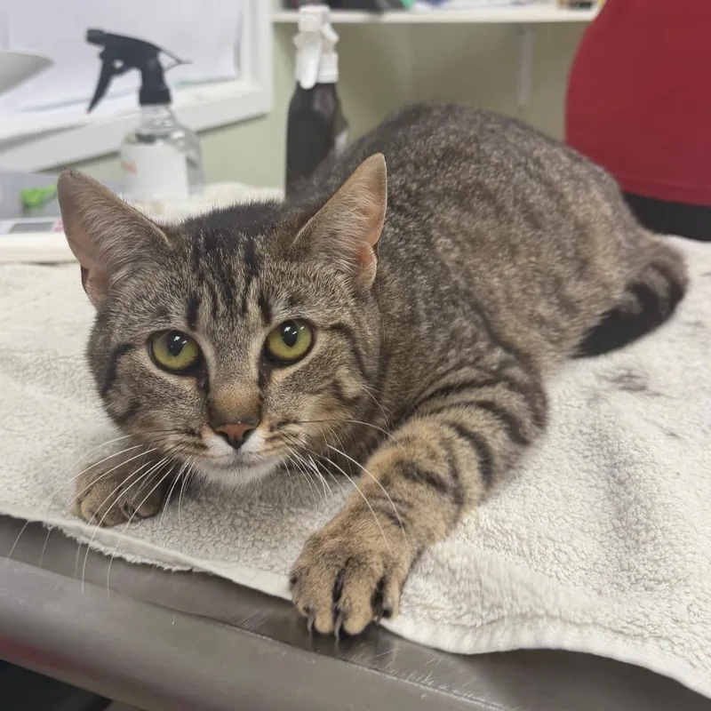 An adult medium-sized female Brown / Chocolate Domestic Short Hair cat named Houlihan for adoption in East Smithfield , PA
