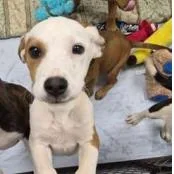 A baby small-sized female White / Cream Hound dog named Austen for adoption in Clearwater, FL