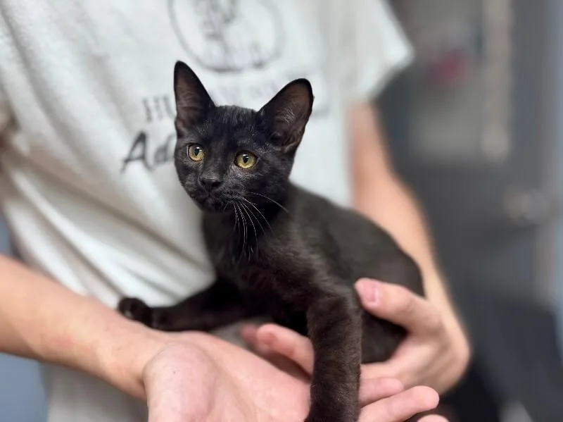 A baby medium-sized male Black Domestic Short Hair cat named Alvie for adoption in Dayton, OH