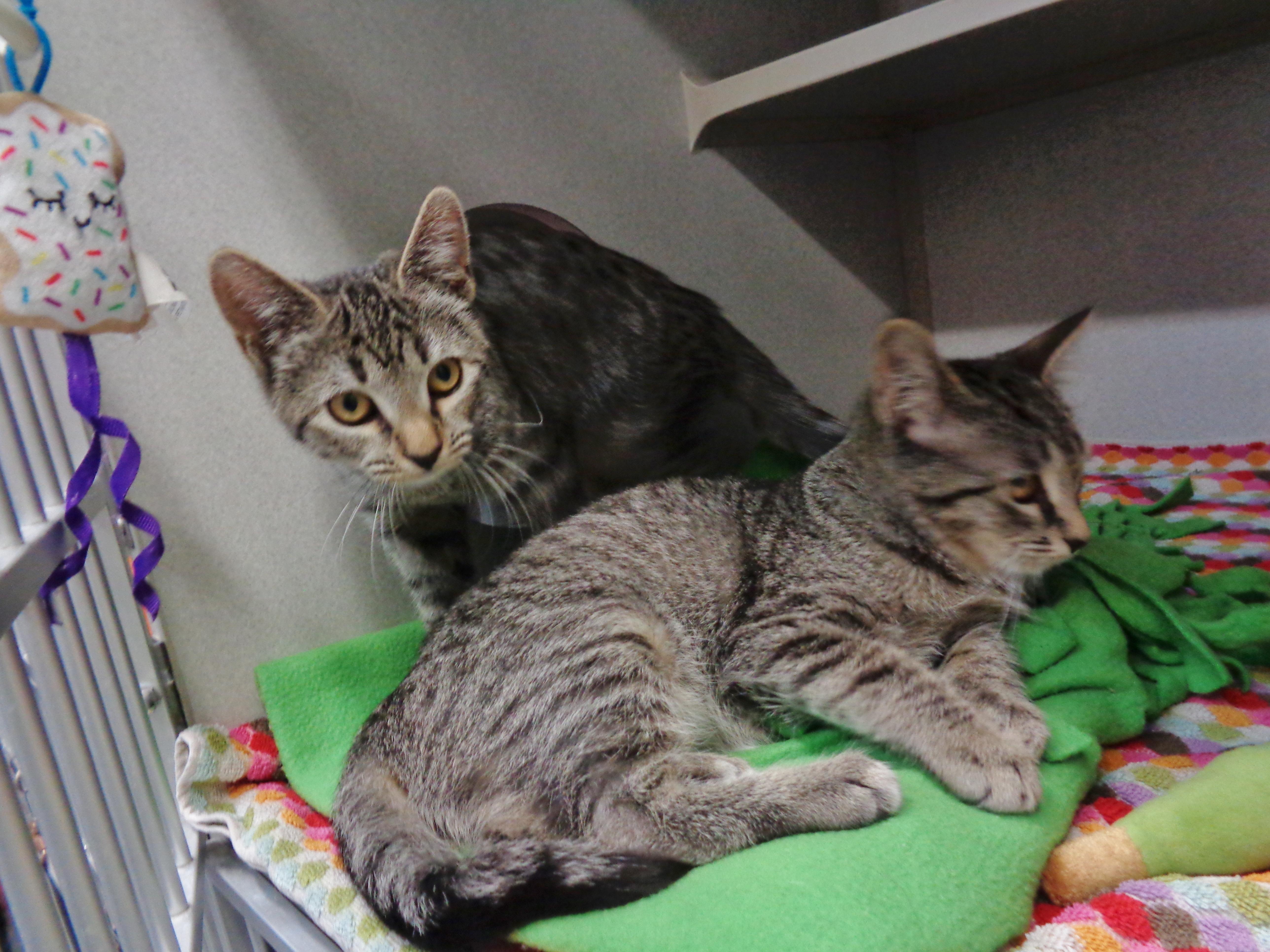 A baby small-sized female Brown / Chocolate Tiger cat named Cotton Candy & Funnel for adoption in Delhi, NY