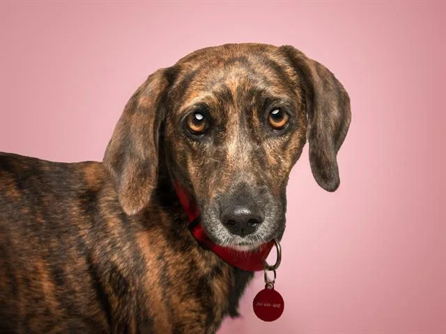 An adult large-sized female Plott Hound dog named Cinnamon for adoption in Saint Louis, MO