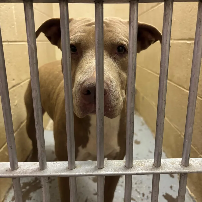 An adult large-sized female Yellow / Tan / Blond / Fawn Pit Bull Terrier dog named Janiah for adoption in Douglas, AZ