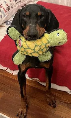 Augustus thumbnail 2