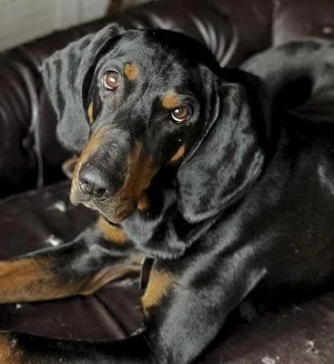 Augustus thumbnail 3