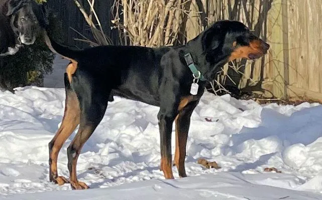 Augustus thumbnail 4