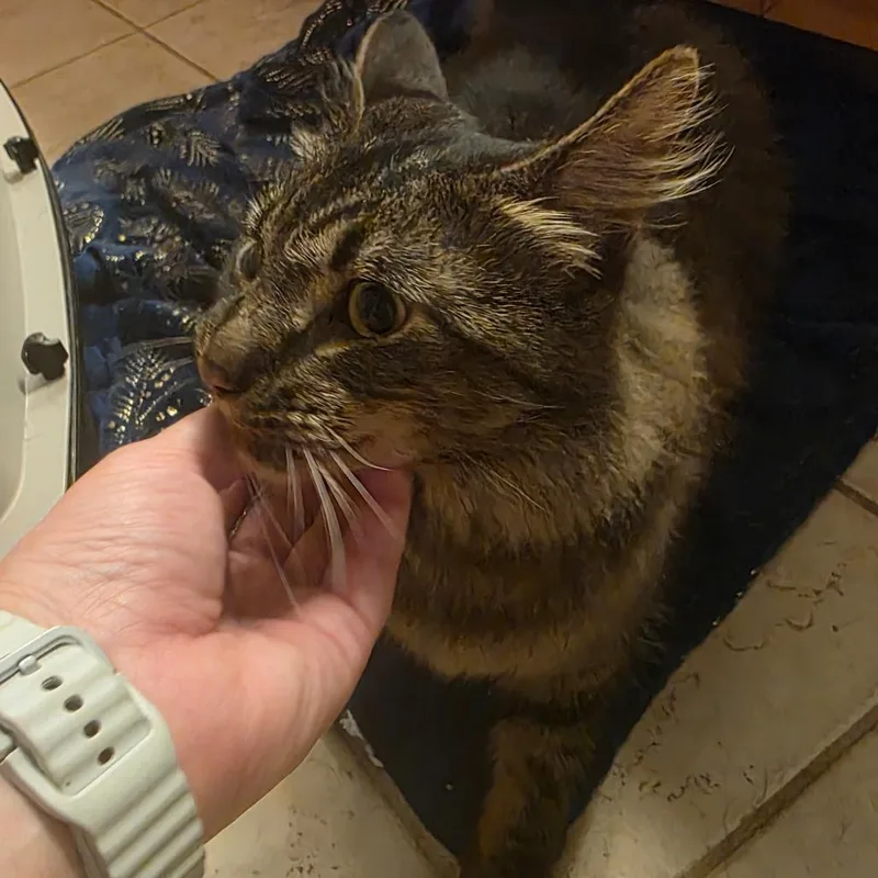 An adult large-sized male Brown / Chocolate Domestic Long Hair cat named Cajun for adoption in Natchitoches, LA