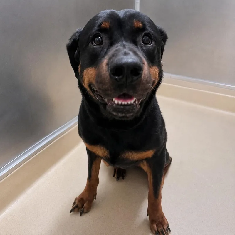 A young large-sized female Rottweiler dog named Holly for adoption in Hillsborough, NJ