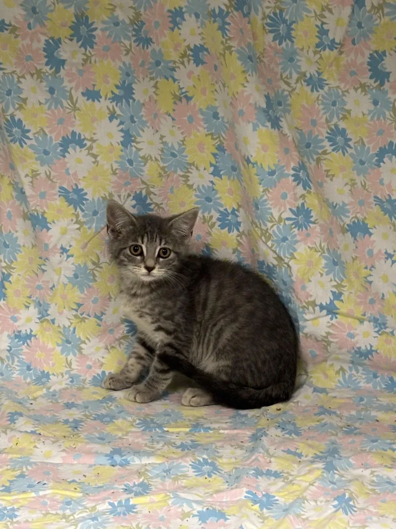 A baby medium-sized female Gray / Blue / Silver Domestic Short Hair cat named Drill for adoption in Shepherdsville, KY