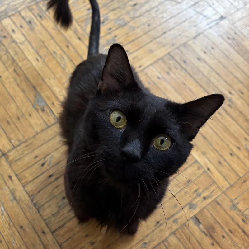 A young large-sized male Black Domestic Medium Hair cat named George for adoption in Brooklyn, NY