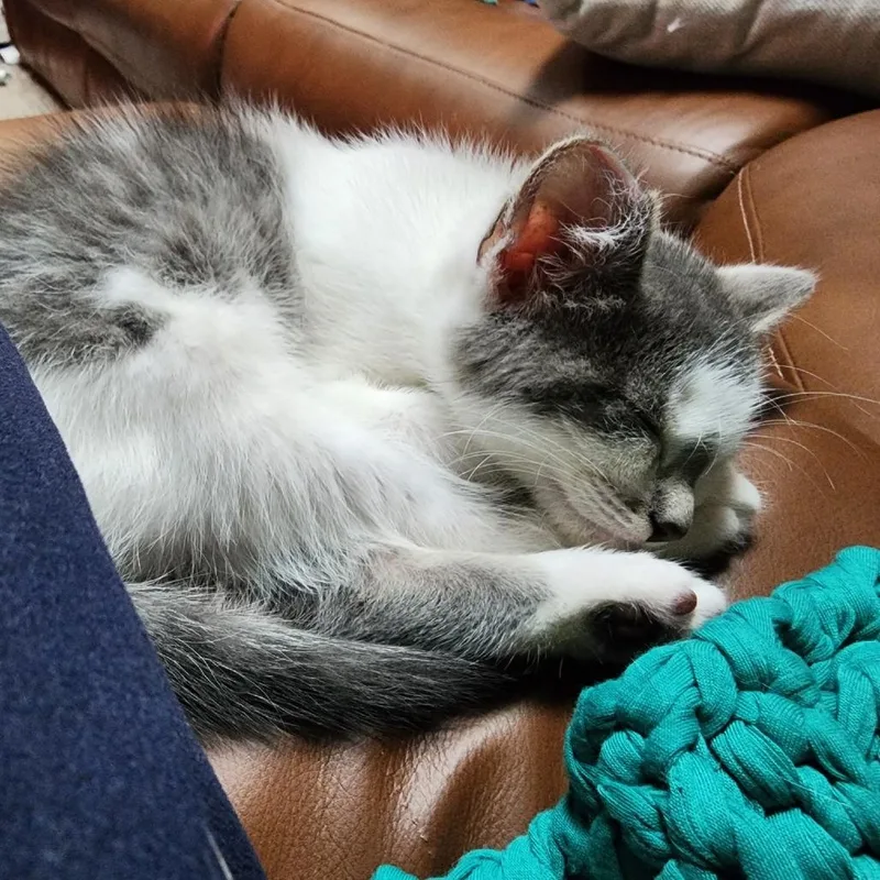 A baby small-sized male White Domestic Short Hair cat named Samuel for adoption in Waukesha, WI
