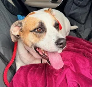 A young medium-sized female Labrador Retriever dog named Lab red heeler for adoption in Mount Laurel, NJ