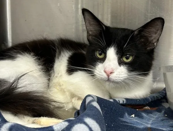 A young small-sized male Domestic Short Hair cat named McDreamy for adoption in Tulare, CA