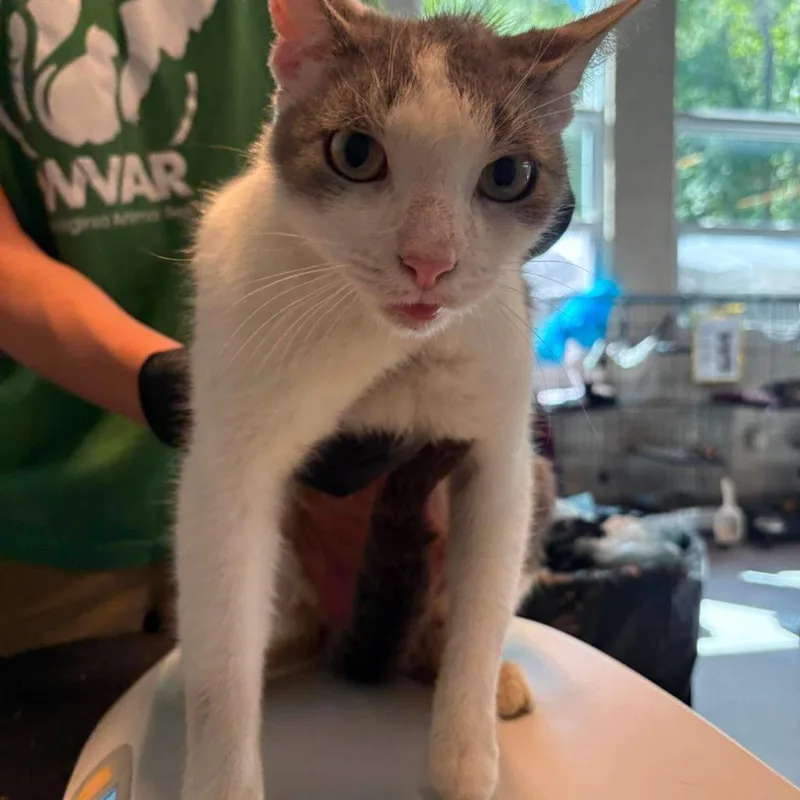 An adult large-sized male White Domestic Medium Hair cat named Ben Affleck for adoption in Huntington, WV