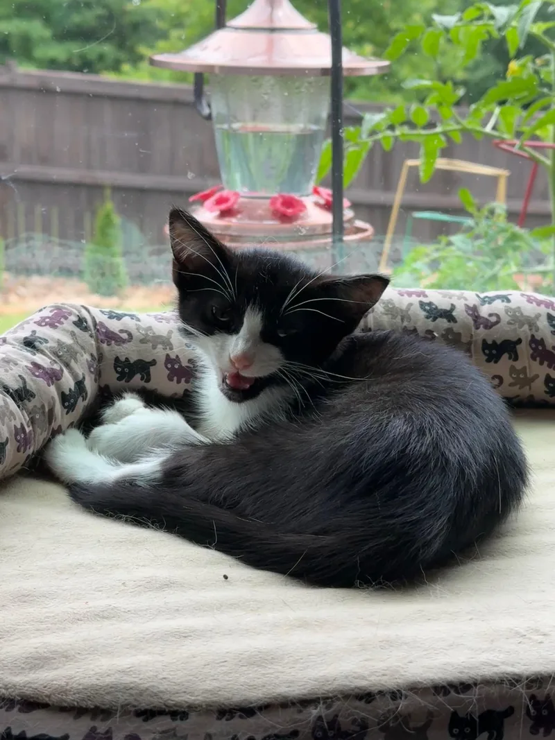 A baby medium-sized female Black & White / Tuxedo Domestic Short Hair cat named Loaf for adoption in Seneca, SC