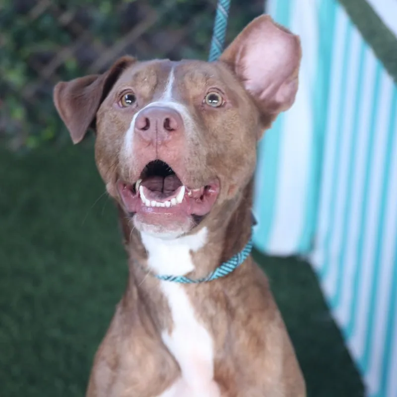 Kash Aka Angel thumbnail 5