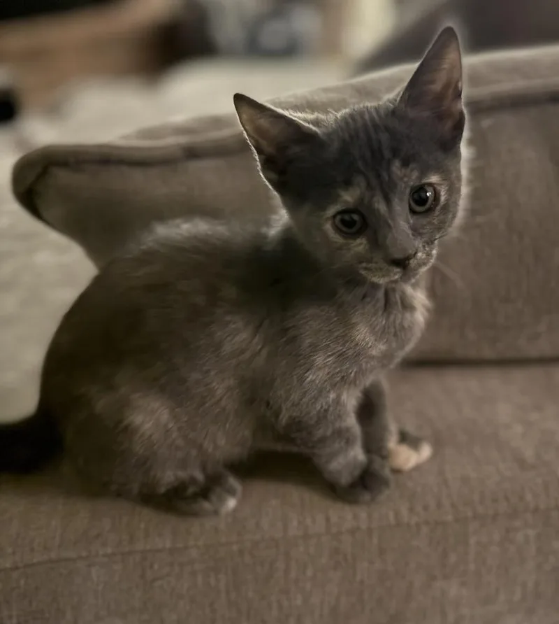 A baby small-sized female Domestic Short Hair cat named Rosie for adoption in tucson, AZ
