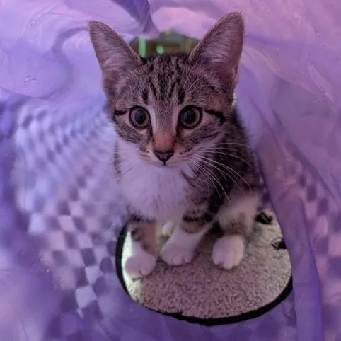 A baby small-sized female Tabby (Brown / Chocolate) Domestic Short Hair cat named Isabelle for adoption in Hudsonville, MI