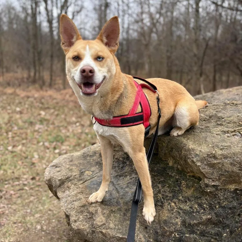 Bolt  Paws Behind thumbnail 2