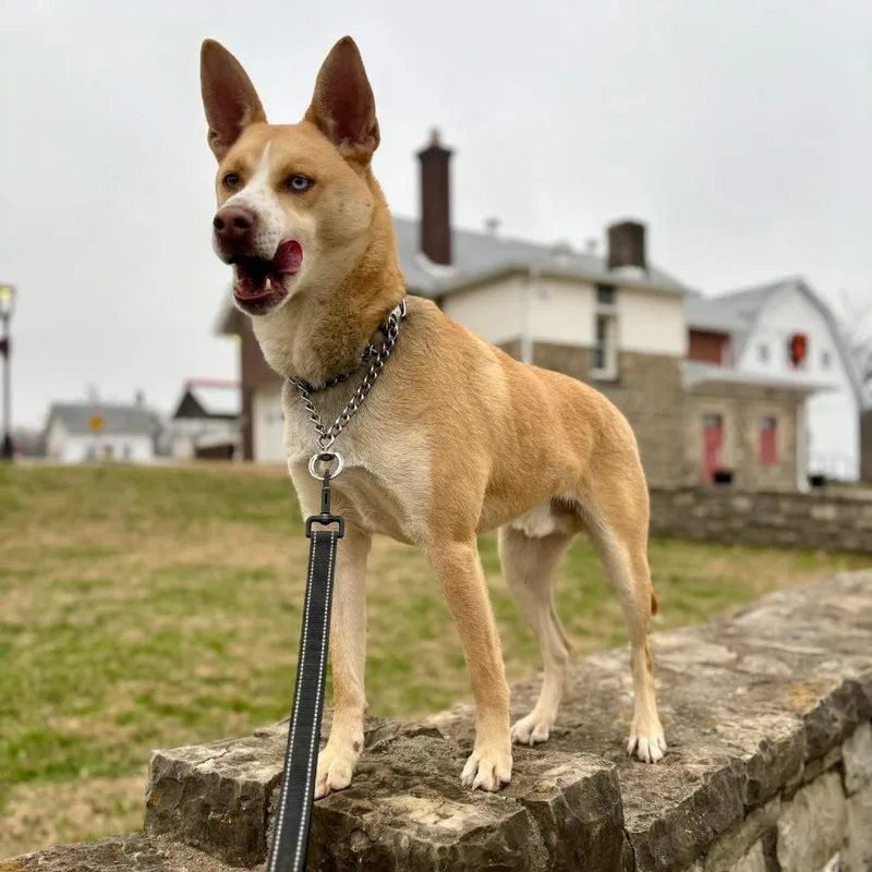 Bolt  Paws Behind thumbnail 3