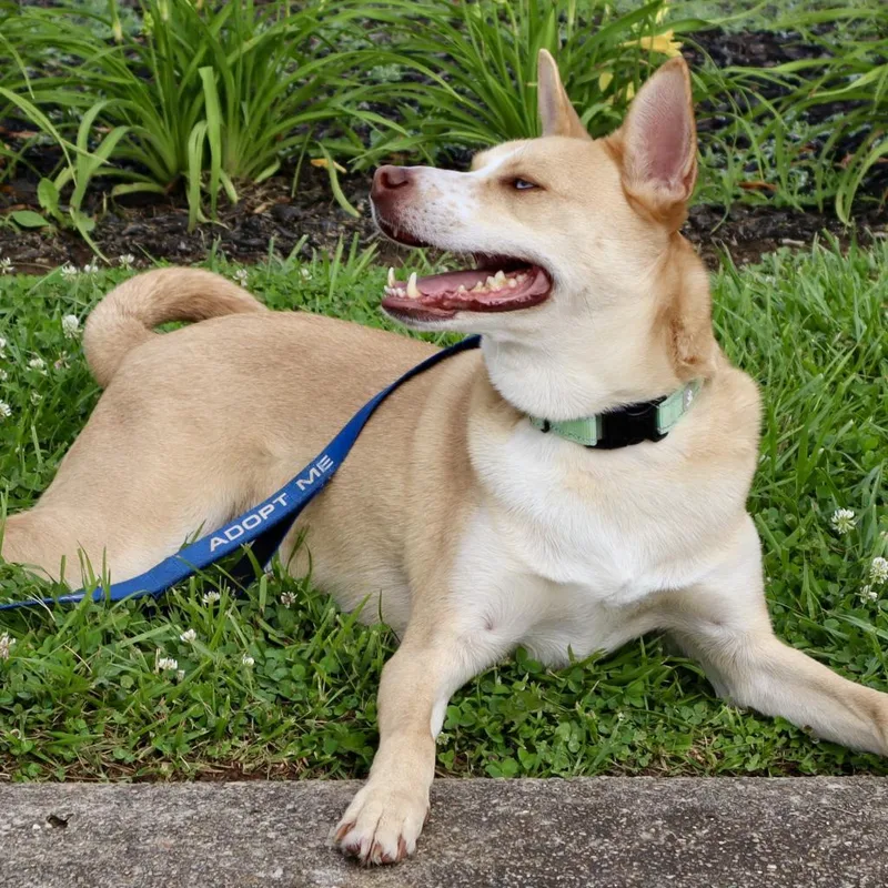 Bolt  Paws Behind thumbnail 4