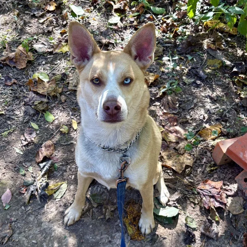 Bolt  Paws Behind thumbnail 5