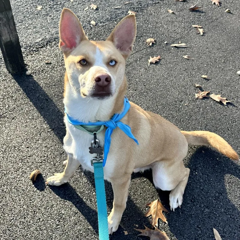 Bolt  Paws Behind thumbnail 6