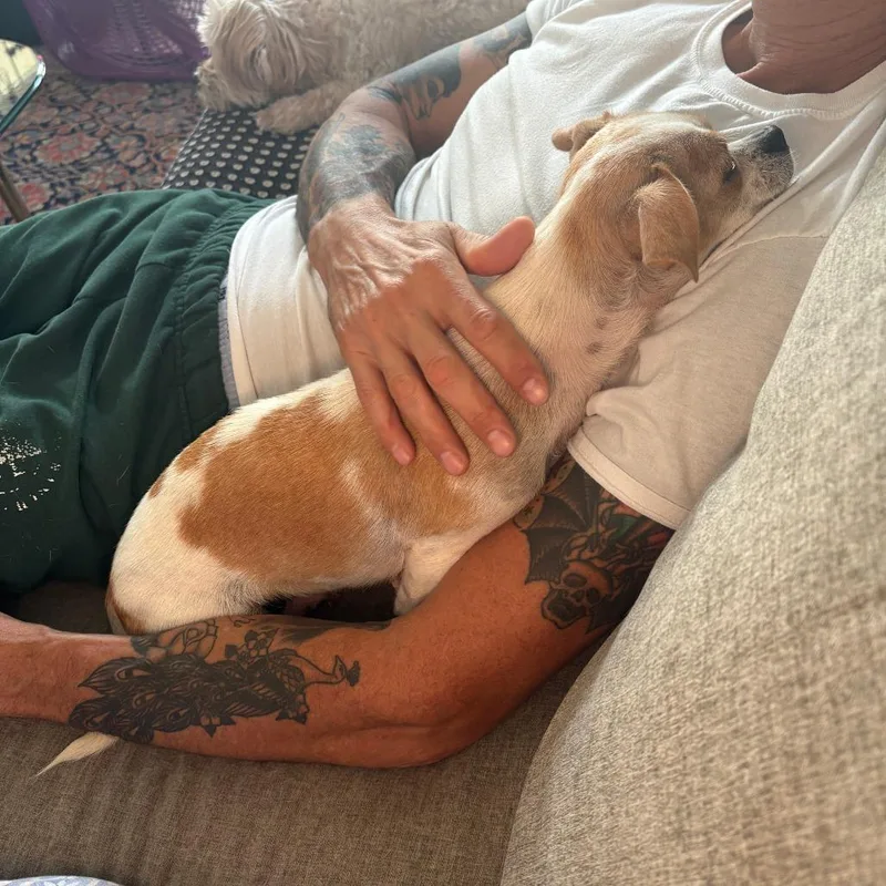 An adult small-sized female Yellow / Tan / Blond / Fawn Chihuahua dog named Daisy Duke for adoption in San Francisco, CA
