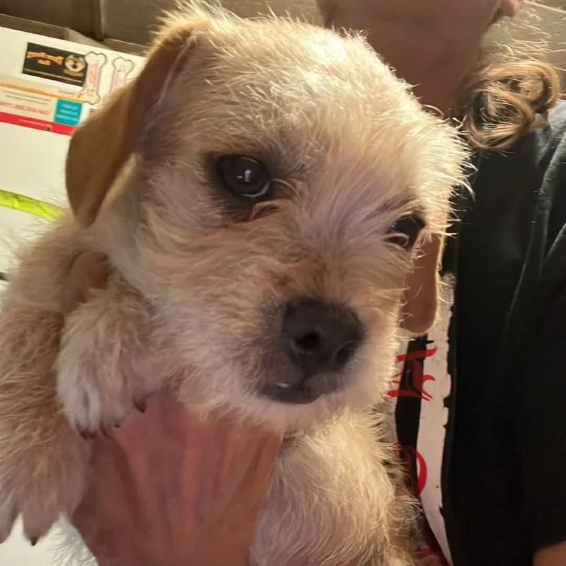 Poodle Frenchie Mix Puppies thumbnail 2