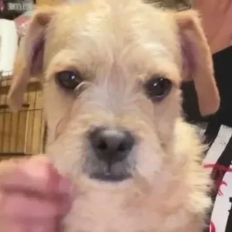 Poodle Frenchie Mix Puppies