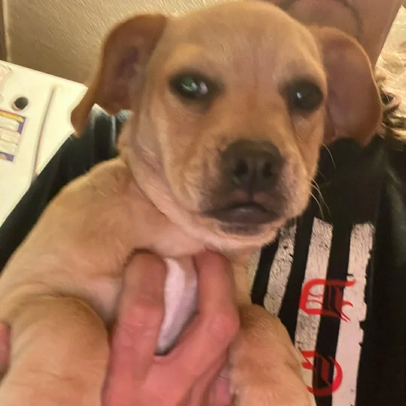 Poodle Frenchie Mix Puppies thumbnail 3