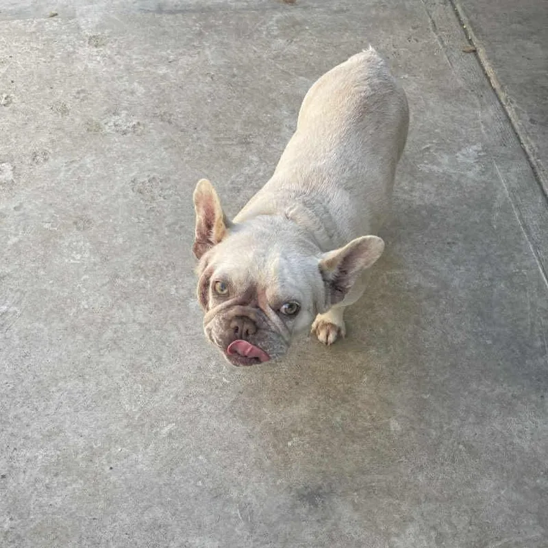 Poodle Frenchie Mix Puppies thumbnail 4