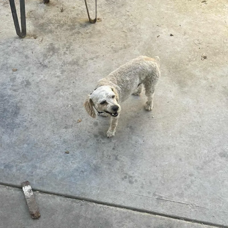 Poodle Frenchie Mix Puppies thumbnail 5