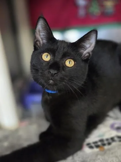A baby small-sized male Domestic Short Hair cat named Todd for adoption in Westland, MI