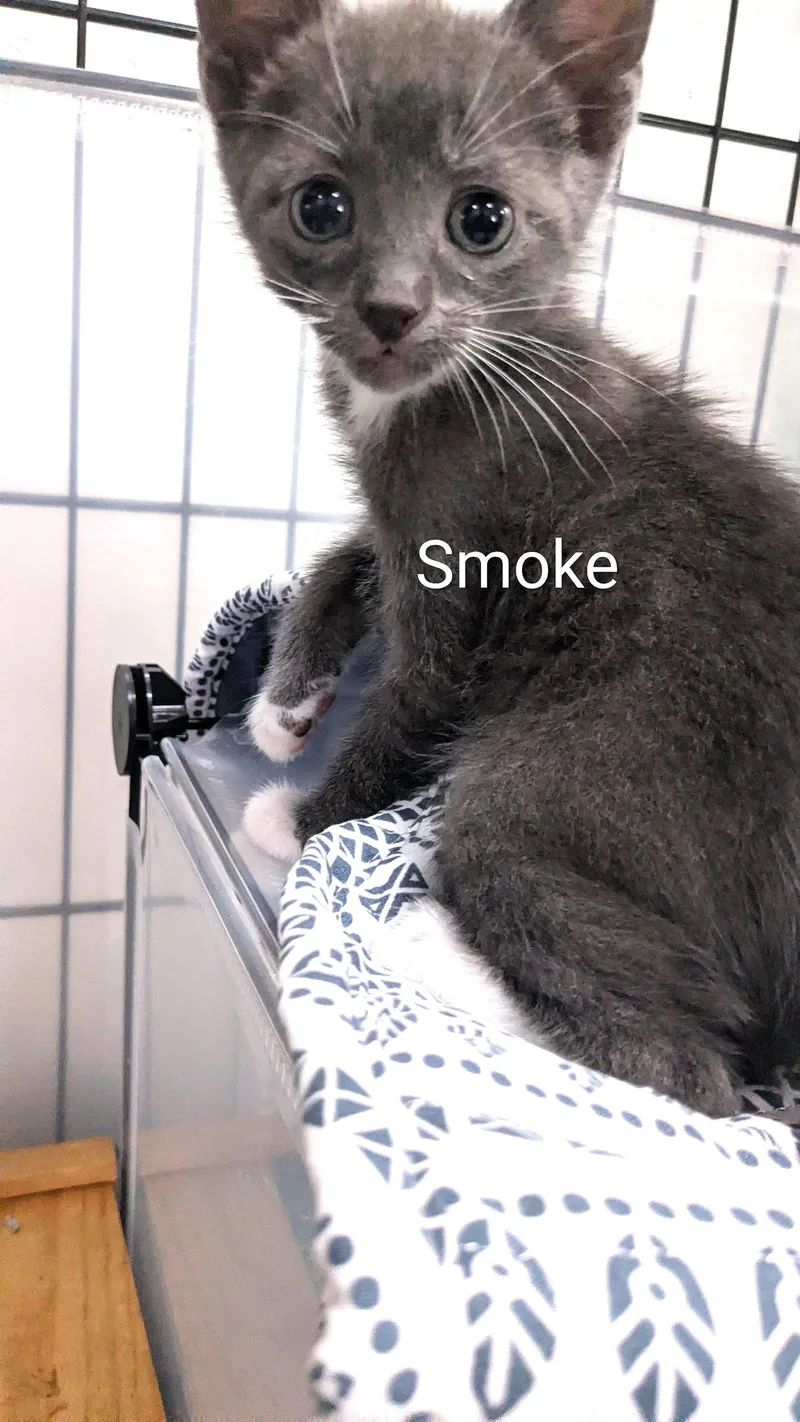 Smoke