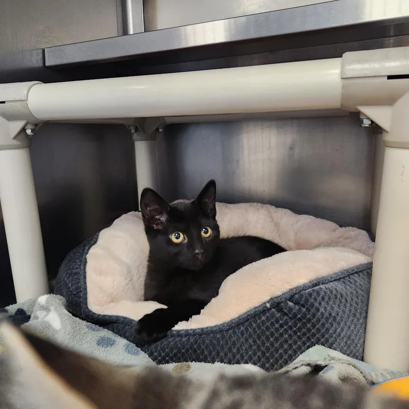 A baby small-sized female Domestic Short Hair cat named Shiloh for adoption in Brockton, MA